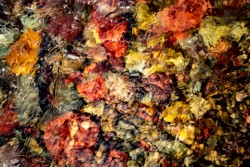 Macro/Closeup\n\nColored Rocks in Stream\n\nGlacier National Park
